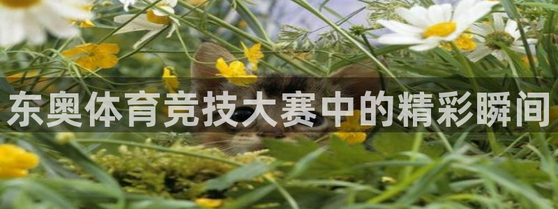 猎豹体育app：东奥体育竞技大赛中的精彩瞬间